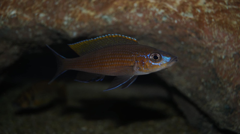 Paracyprichromis brieni 'Milima Island'